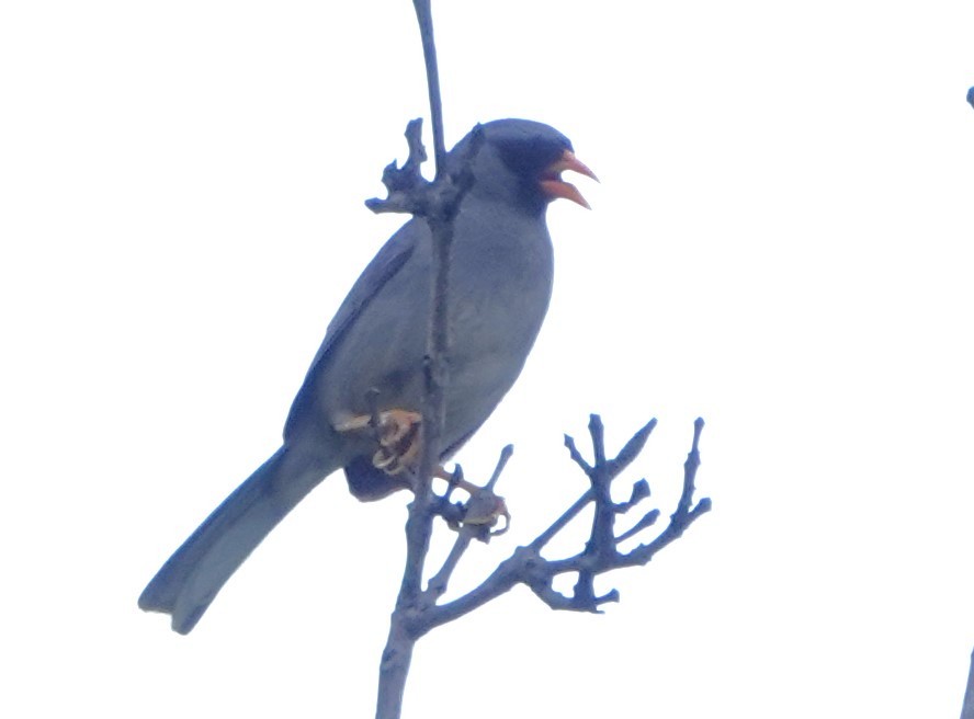 Gray-winged Inca-Finch - ML616500411