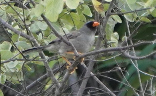 Gray-winged Inca-Finch - Peter Blancher