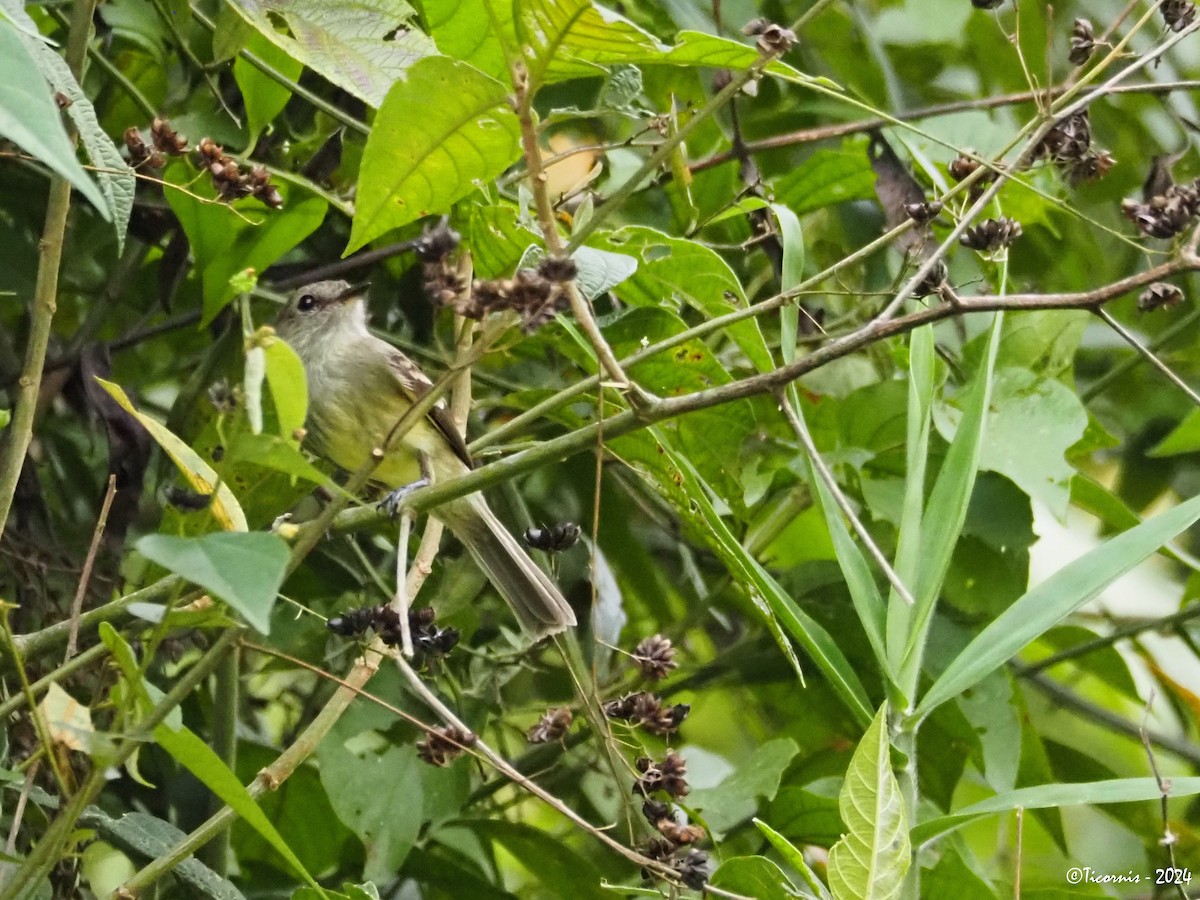 Olive-chested Flycatcher - ML616500446