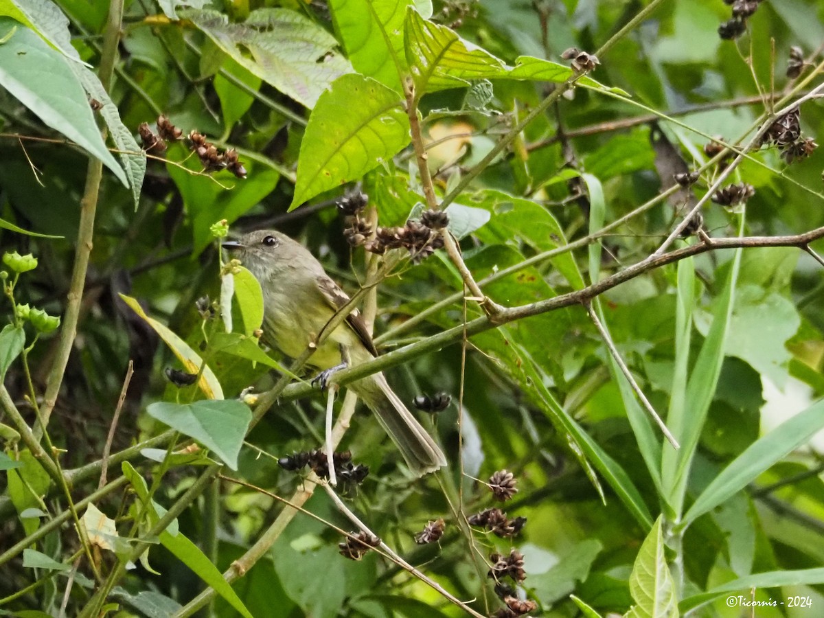 Olive-chested Flycatcher - ML616500447