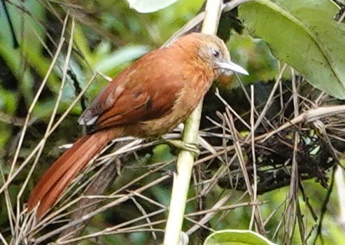 Russet-mantled Softtail - ML616500451