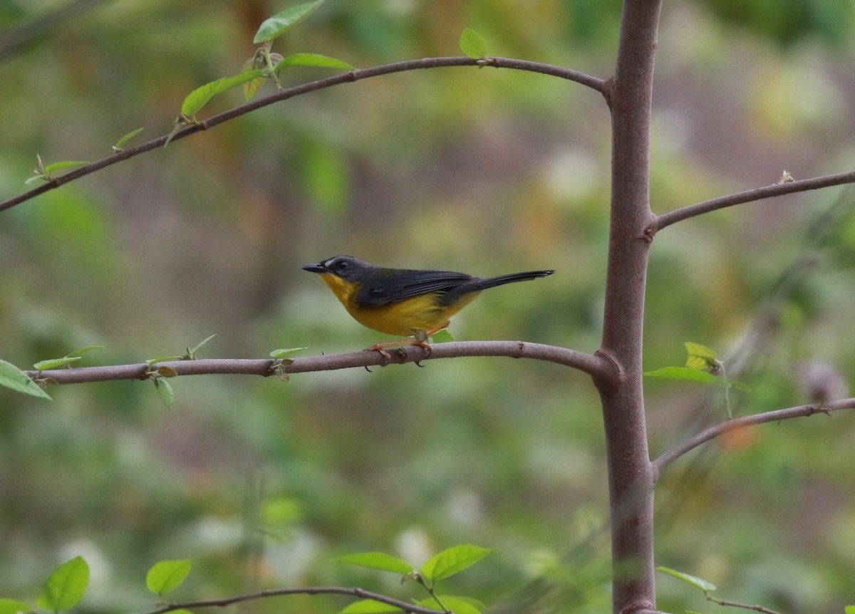 Gray-and-gold Warbler - ML616500476
