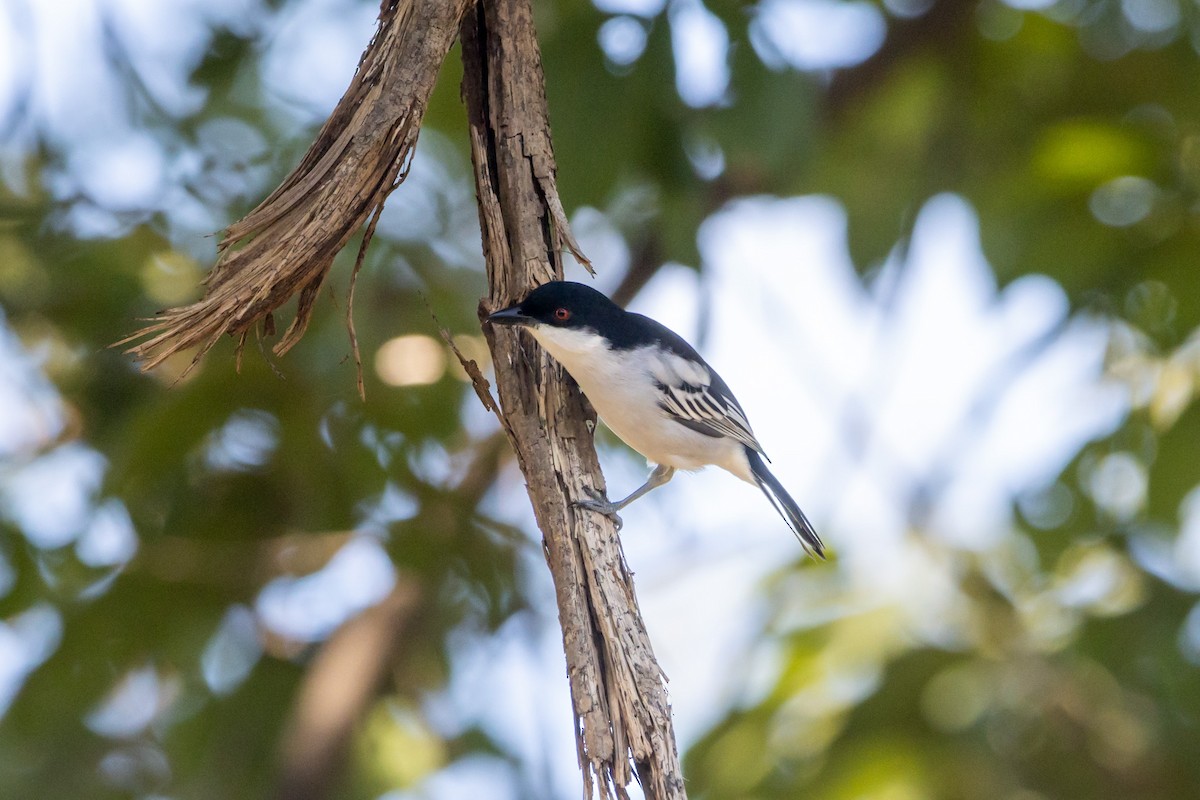 Black-backed Puffback - Damian Newmarch