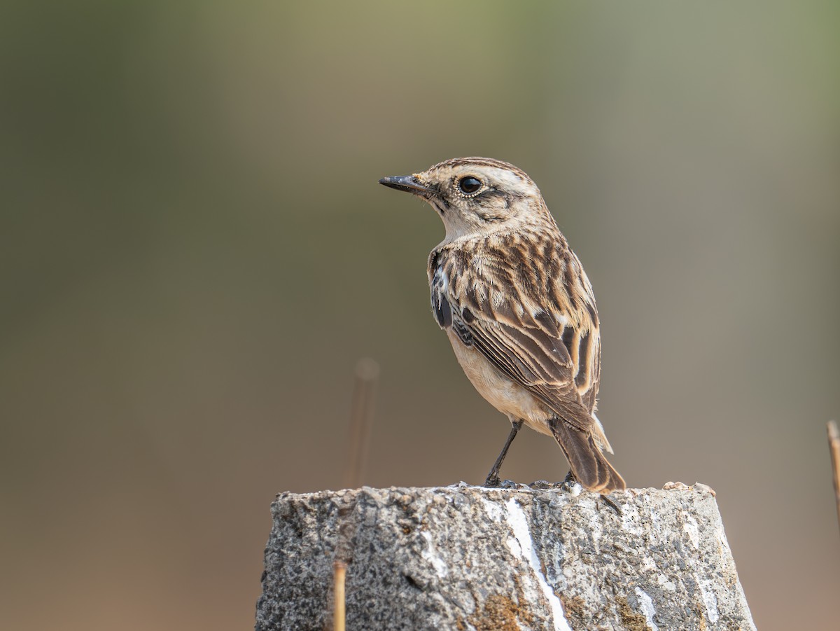 Whinchat - ML616500755