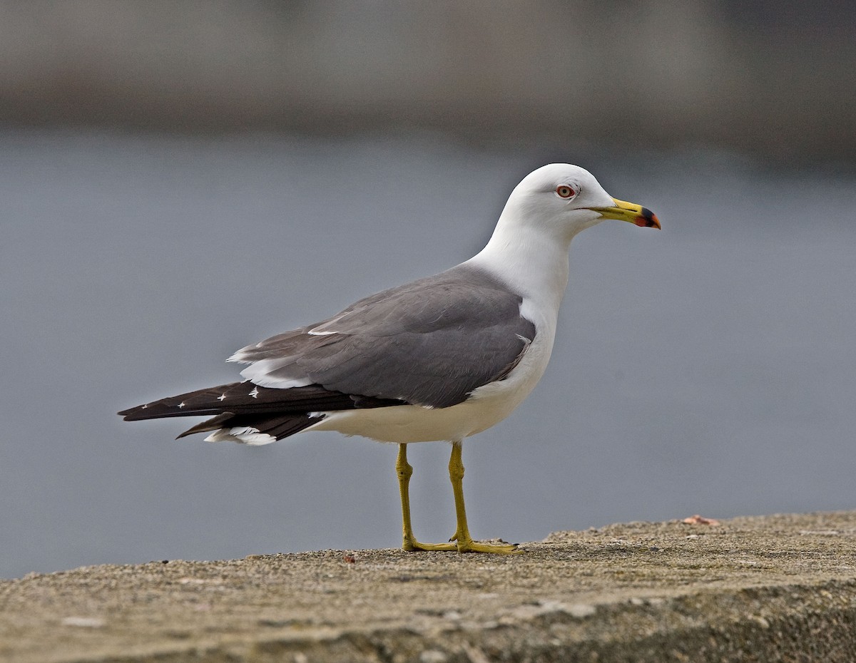 Black-tailed Gull - Graham Ekins