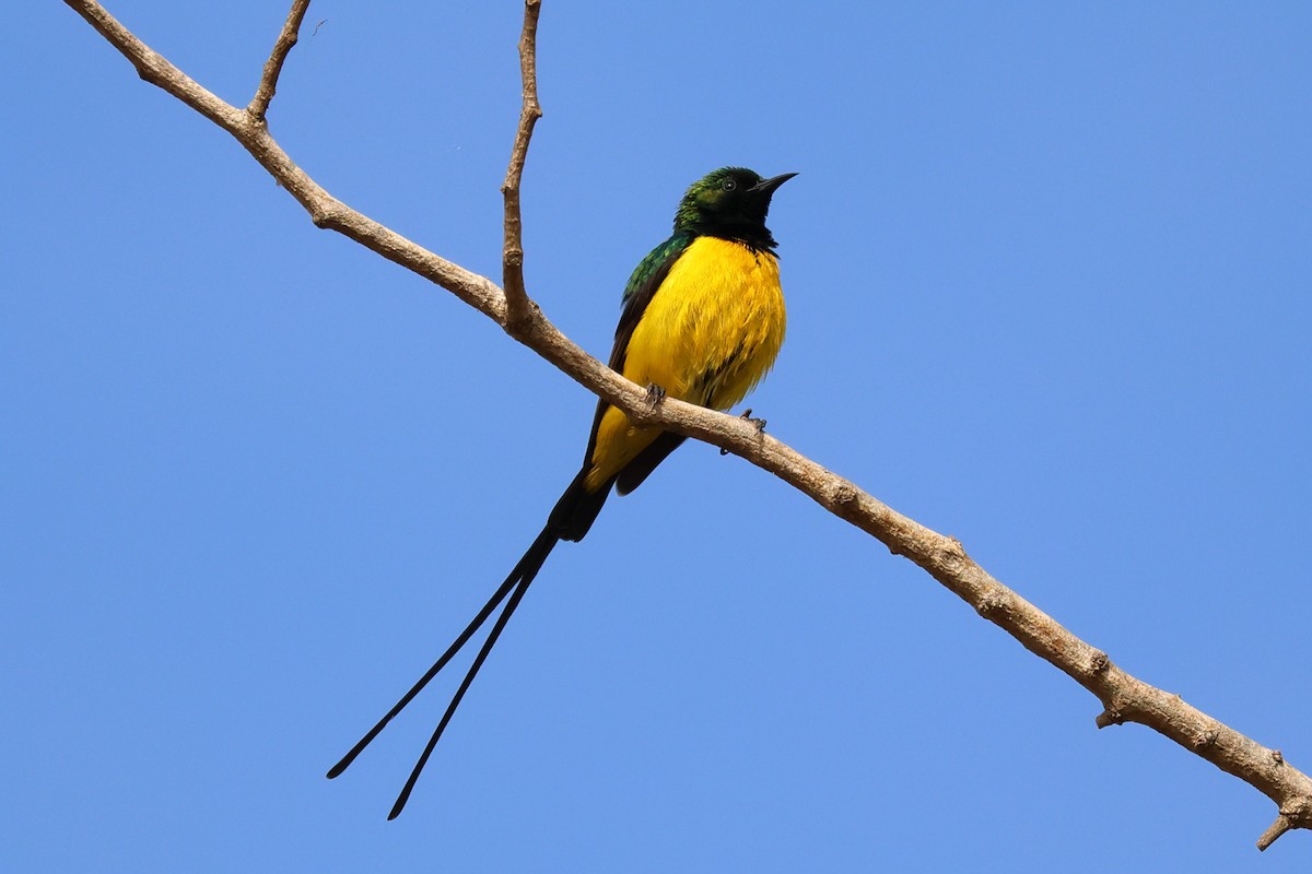 Pygmy Sunbird - ML616500831