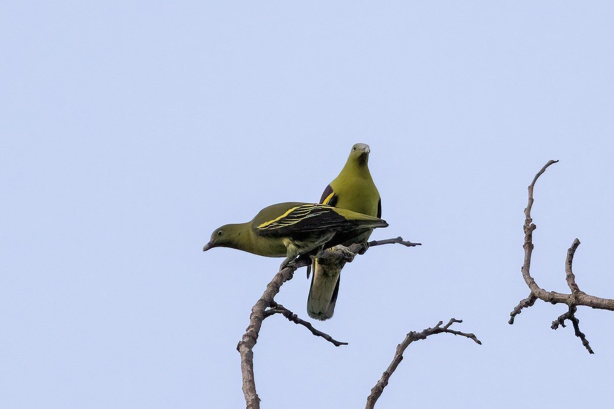 Philippine Green-Pigeon - Niall D Perrins