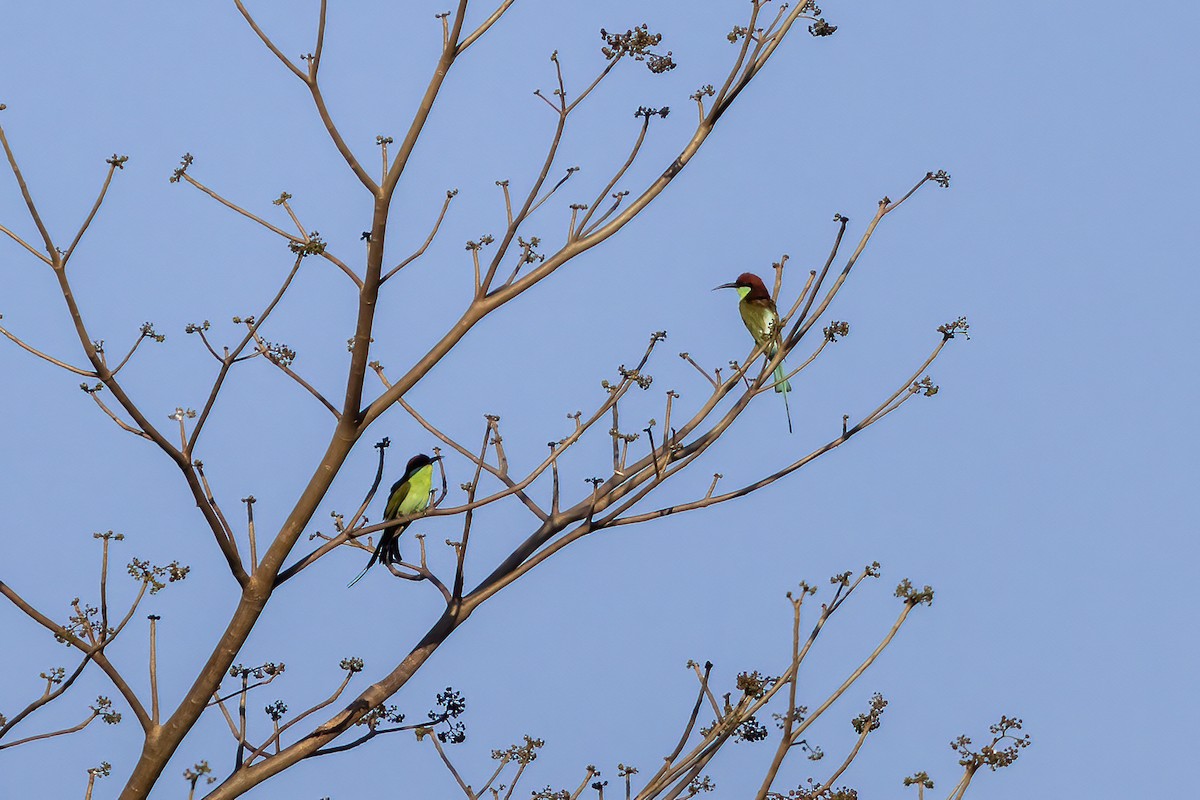Rufous-crowned Bee-eater - ML616501072