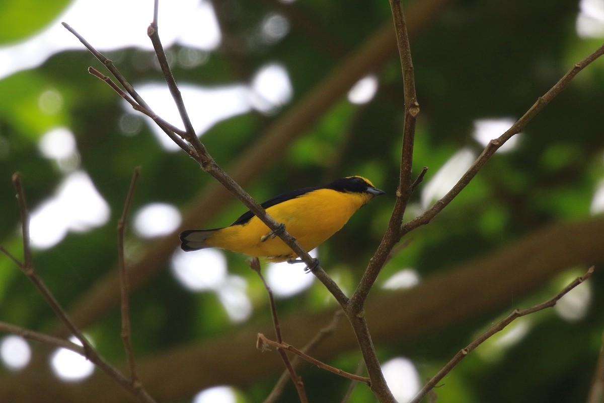 Thick-billed Euphonia (Thick-billed) - ML616501176