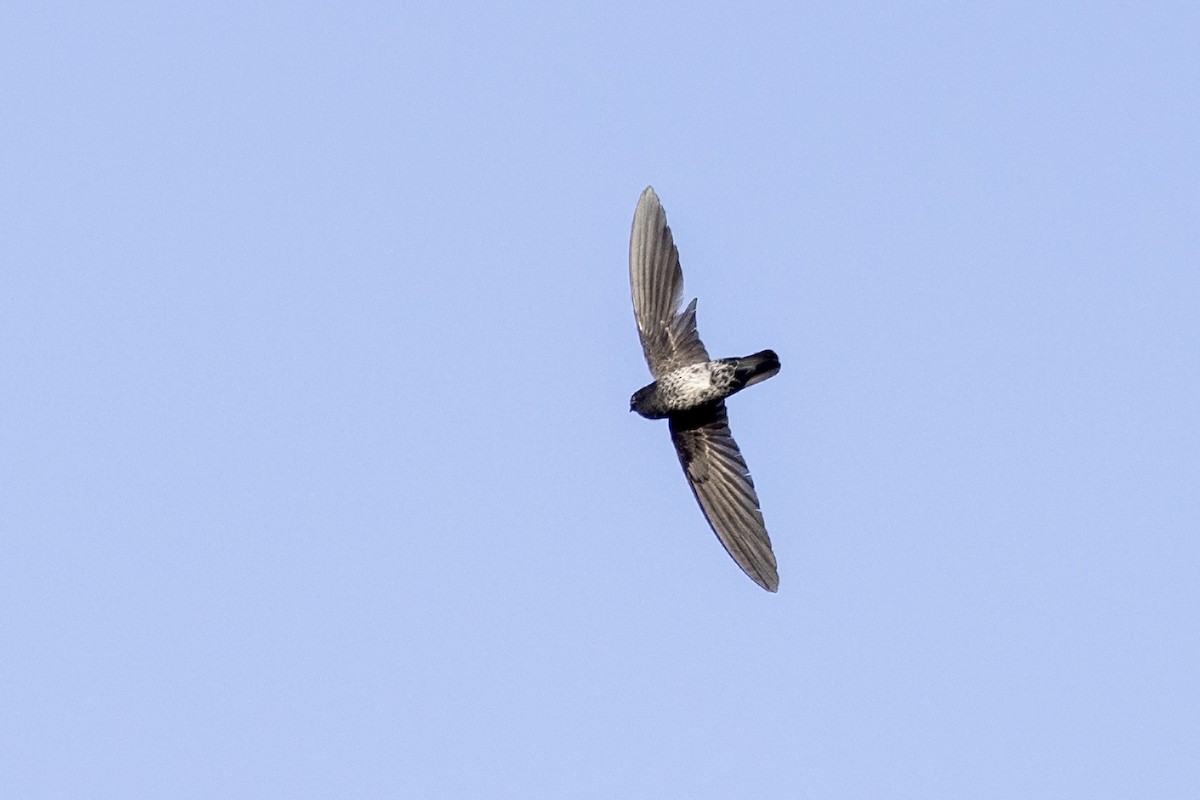 Gray-rumped Swiftlet - Niall D Perrins