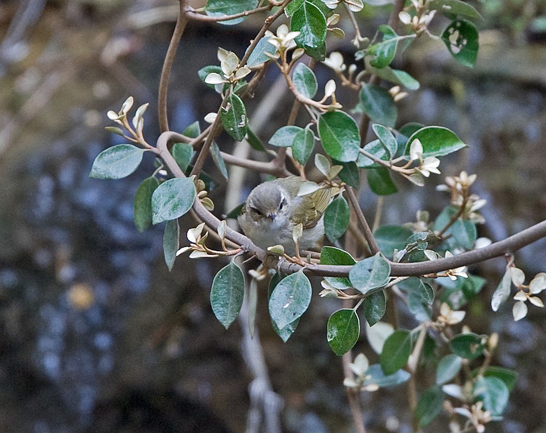 Sakhalin Leaf Warbler - ML616501224