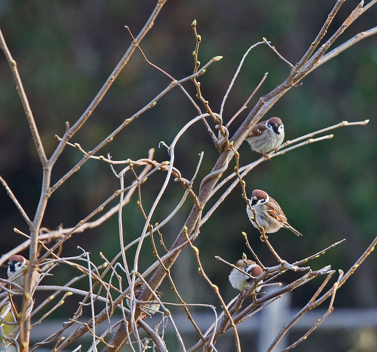 Eurasian Tree Sparrow - ML616501230