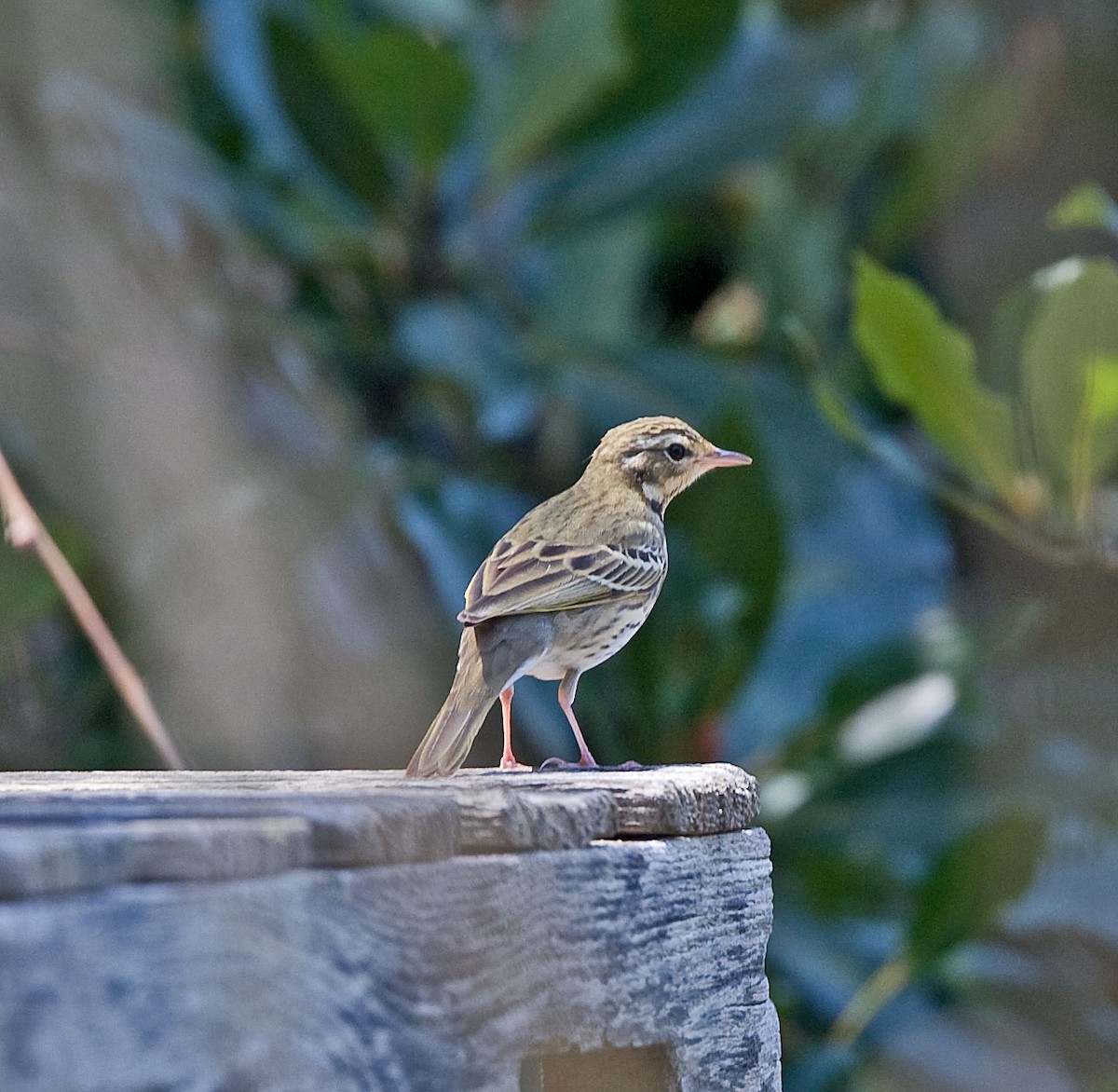 Olive-backed Pipit - ML616501236