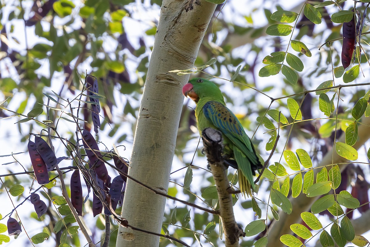 Blue-naped Parrot - Niall D Perrins