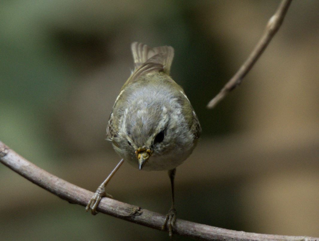Yellow-browed/Hume's Warbler - ML616501357
