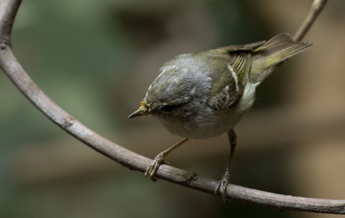 Yellow-browed/Hume's Warbler - ML616501358