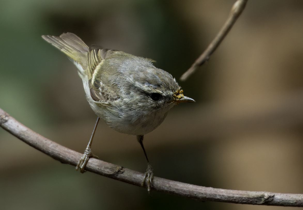 Yellow-browed/Hume's Warbler - ML616501359