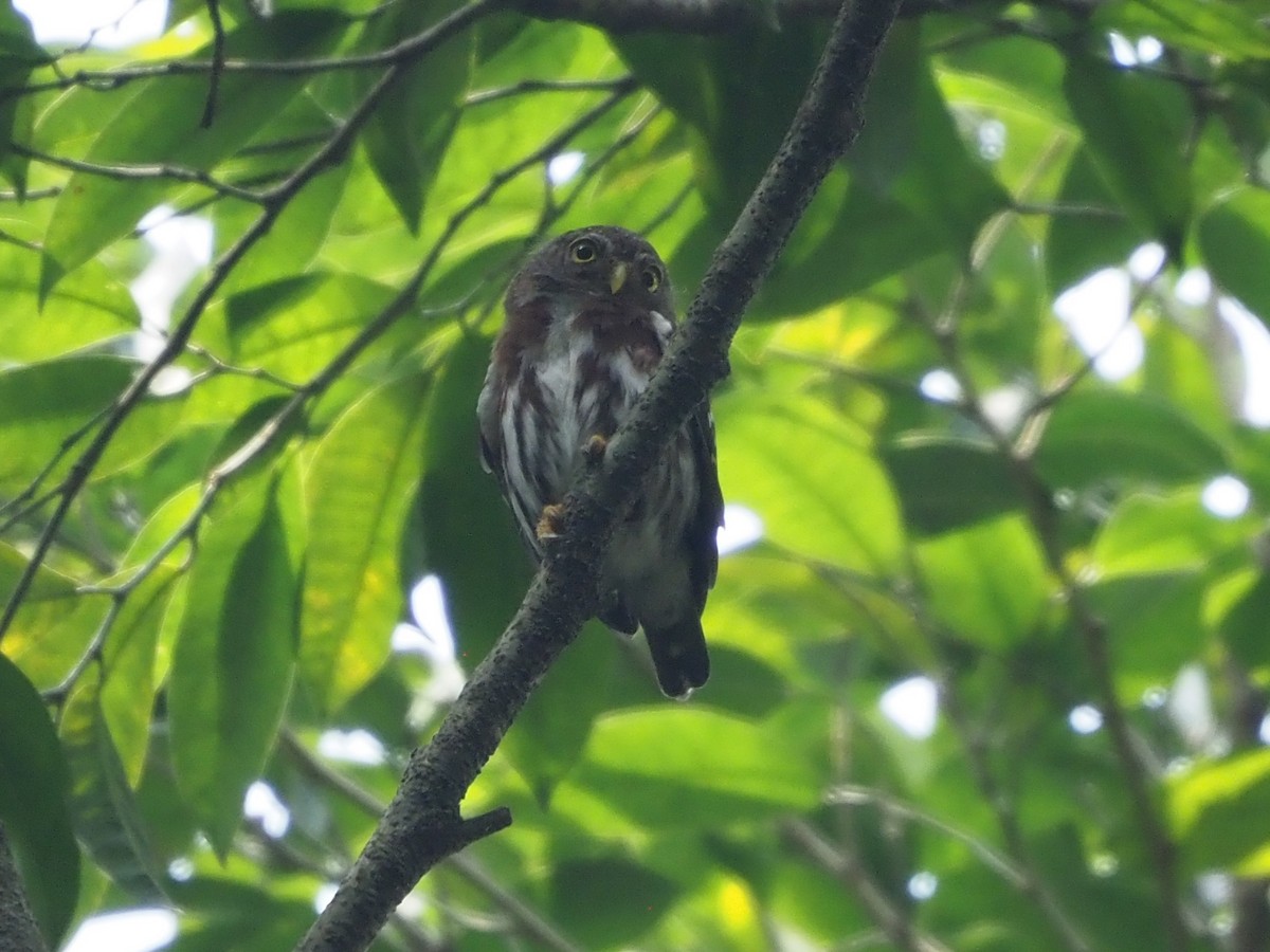 Central American Pygmy-Owl - ML616501400