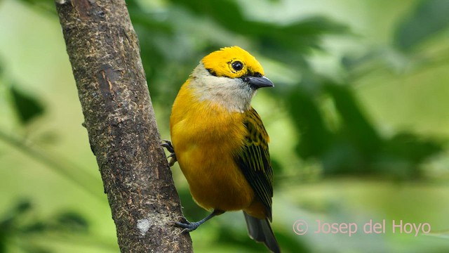 Silver-throated Tanager - ML616501495