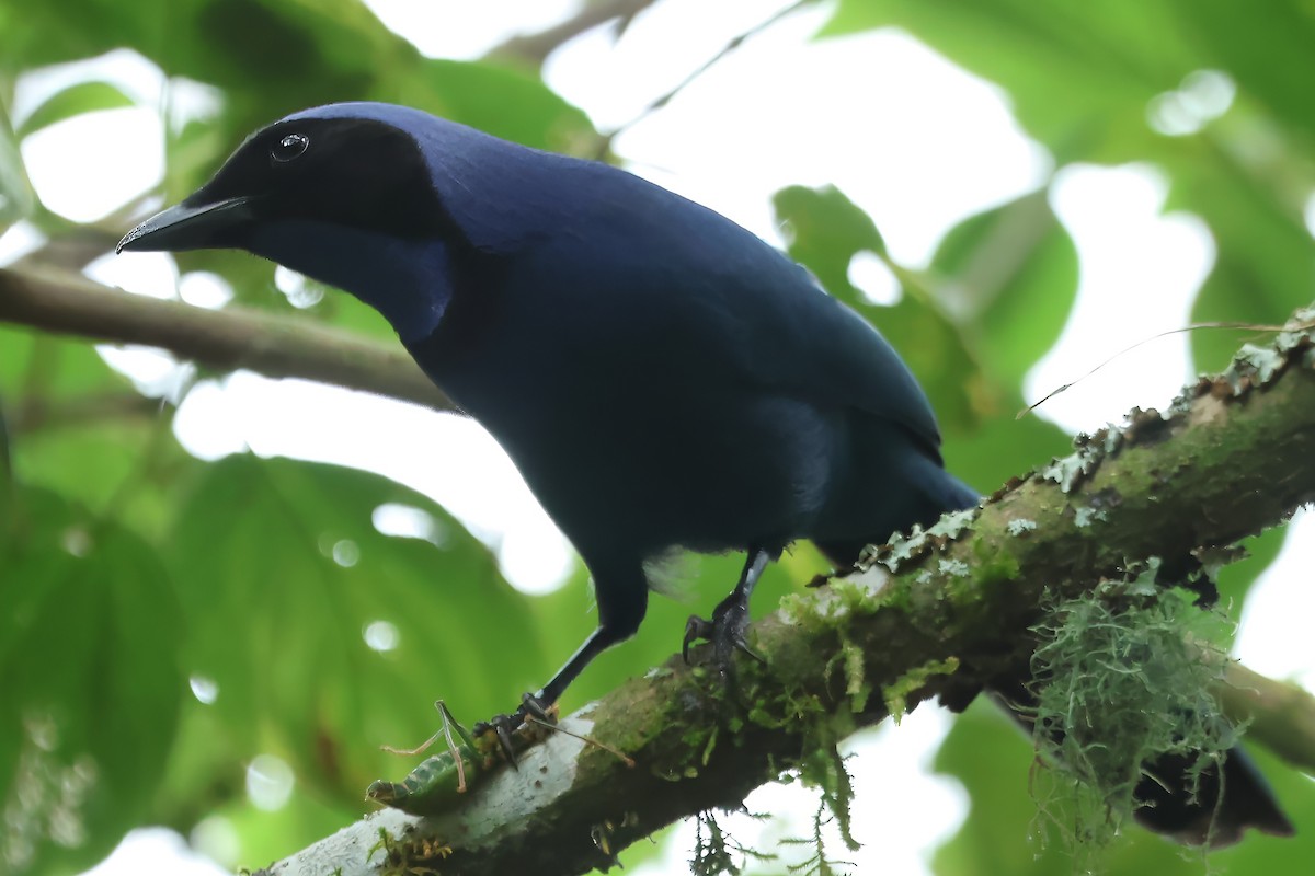 Black-collared Jay - Russ Ruffing