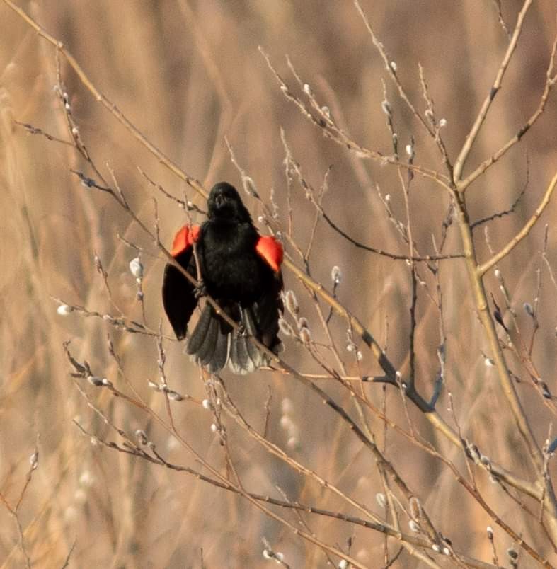 Red-winged Blackbird - ML616501625