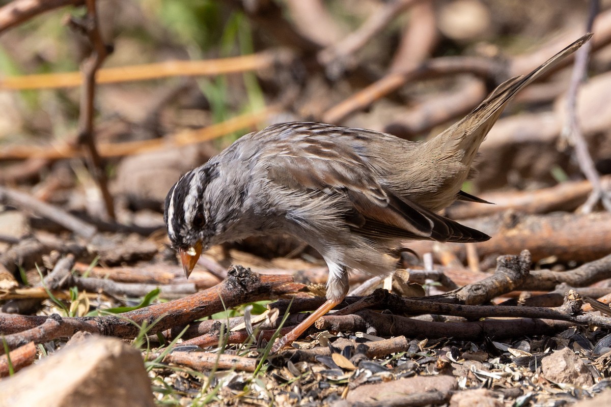 White-crowned Sparrow - Lara Knight