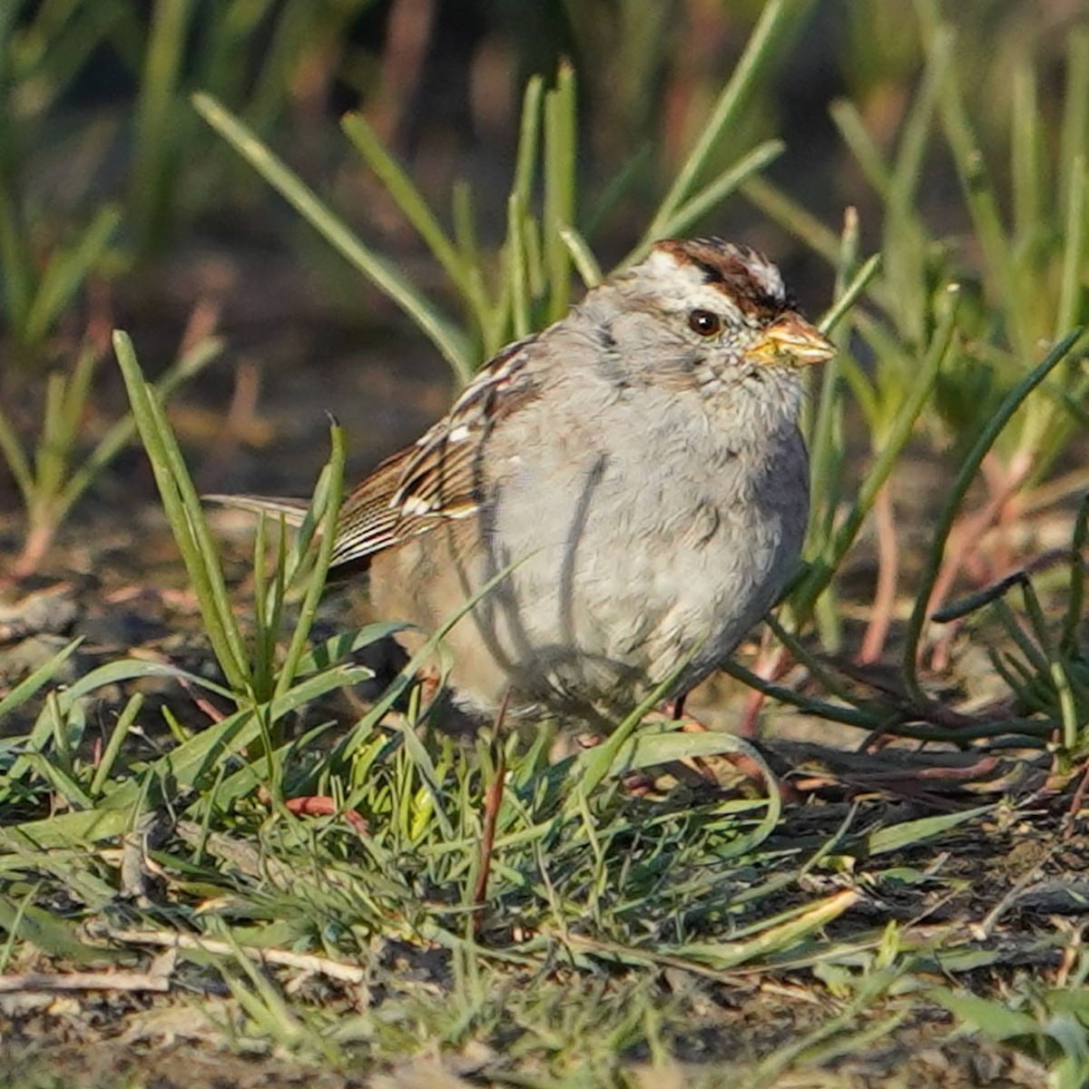 White-crowned Sparrow - ML616501641