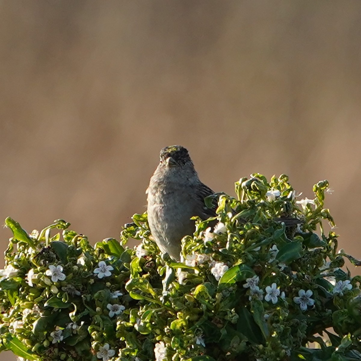Golden-crowned Sparrow - ML616501643