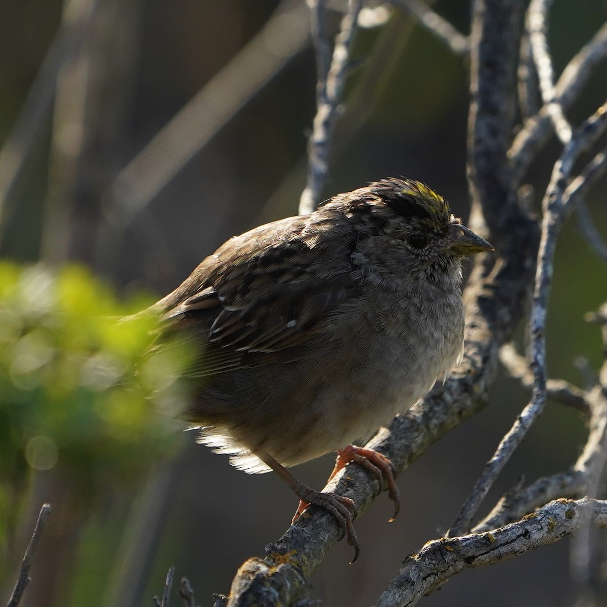Golden-crowned Sparrow - mang mike