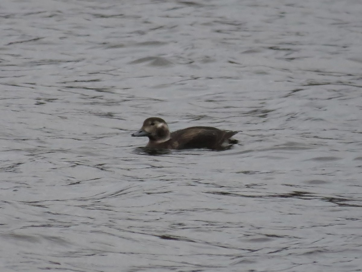 Long-tailed Duck - ML616501645
