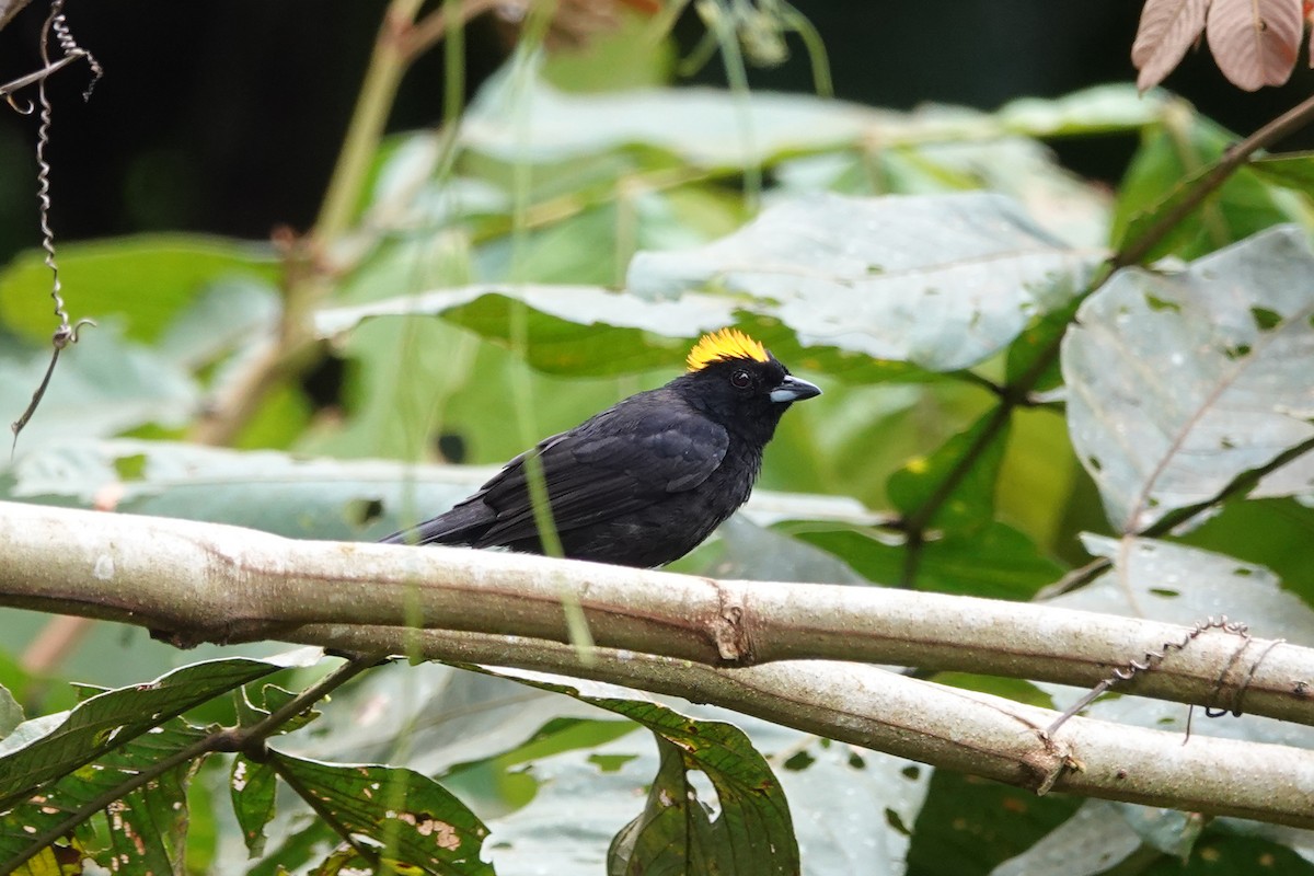 Tawny-crested Tanager - ML616501649