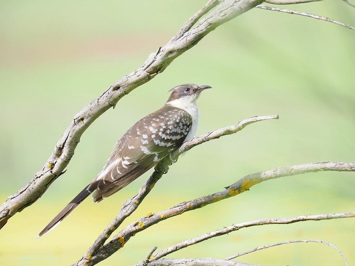 Great Spotted Cuckoo - ML616501779