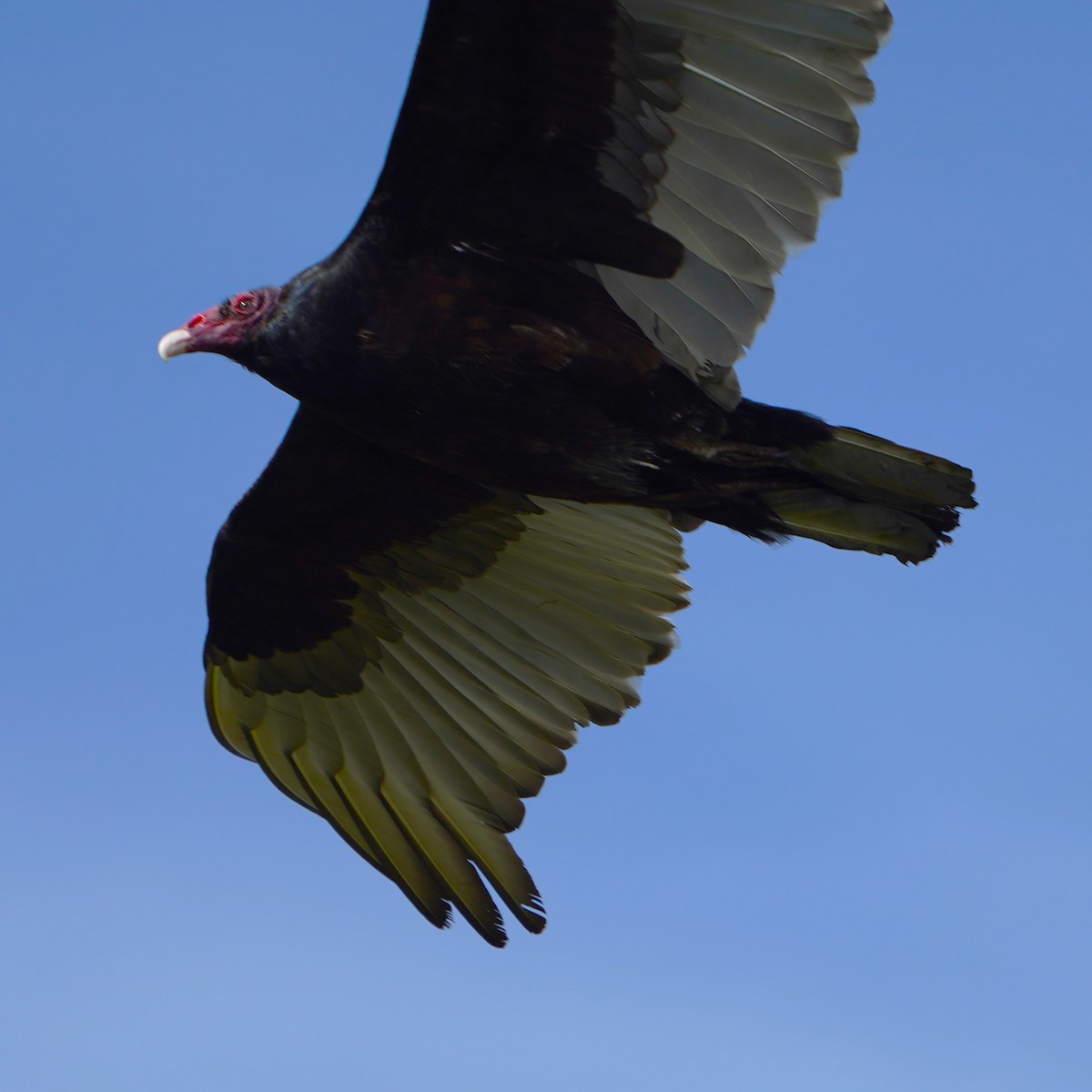 Turkey Vulture - ML616501808