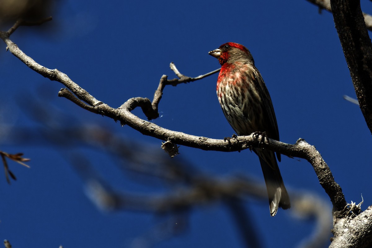 House Finch (Common) - ML616501832