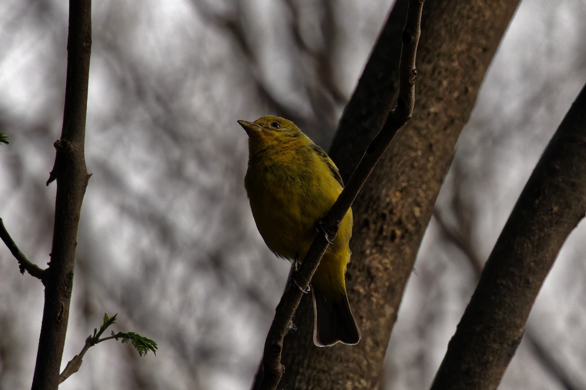 Western Tanager - ML616501843