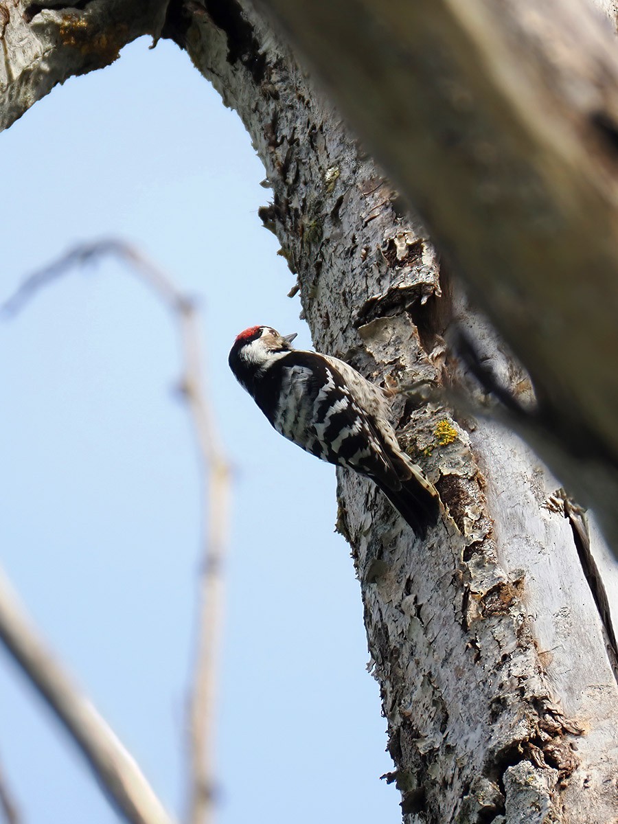 Lesser Spotted Woodpecker - ML616501871