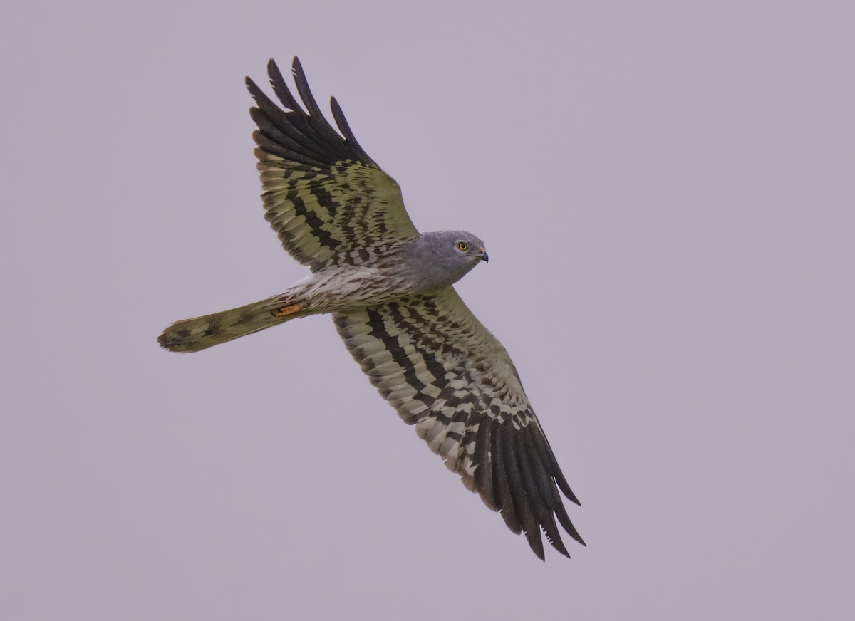 Montagu's Harrier - Rui Pereira | Portugal Birding