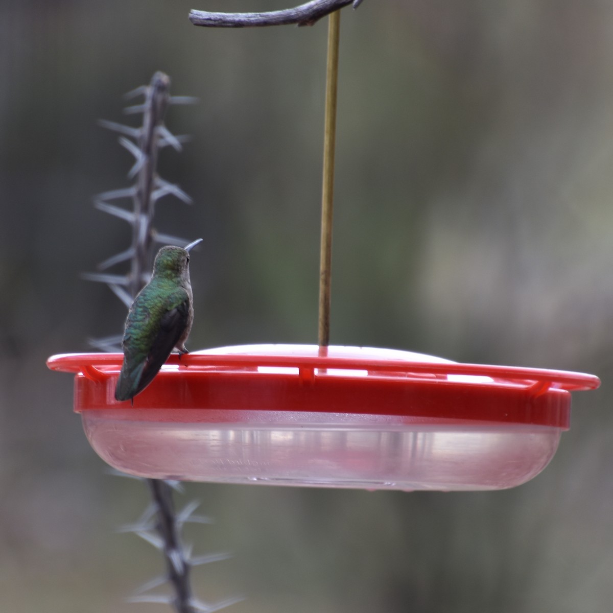 Anna's Hummingbird - Tracy Datlen