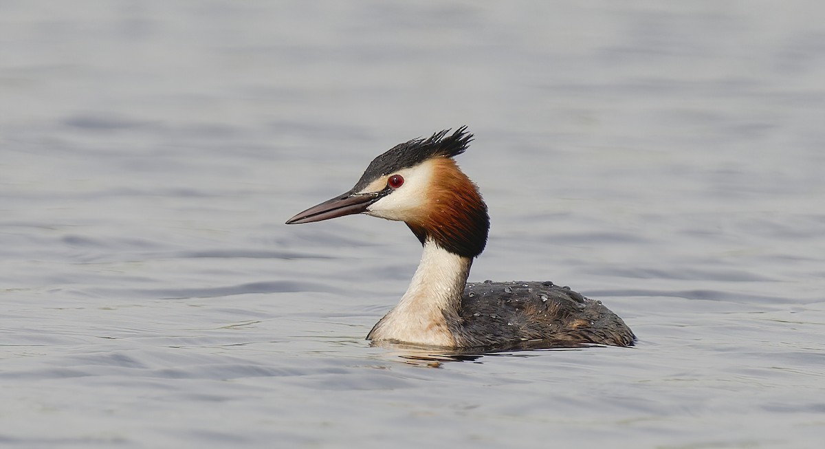 Great Crested Grebe - ML616502120