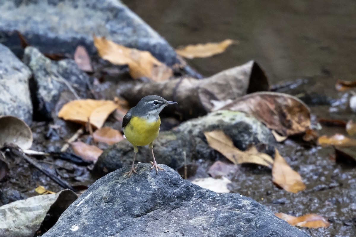 Gray Wagtail - Niall D Perrins