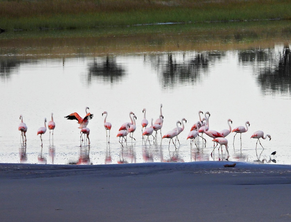 Chilean Flamingo - ML616502196