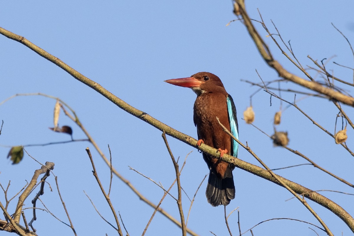 Brown-breasted Kingfisher - Niall D Perrins