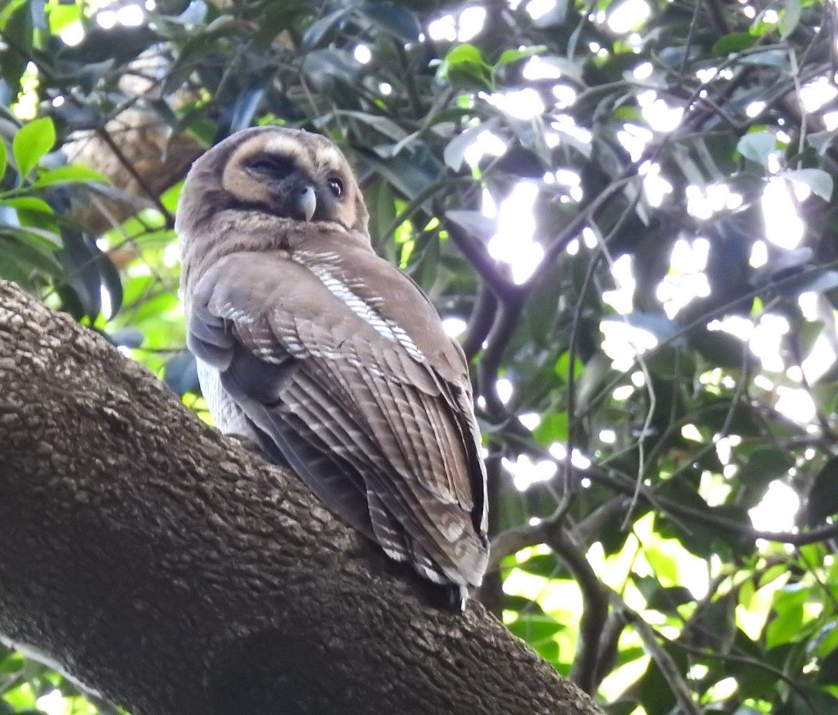 Brown Wood-Owl - ML616502304