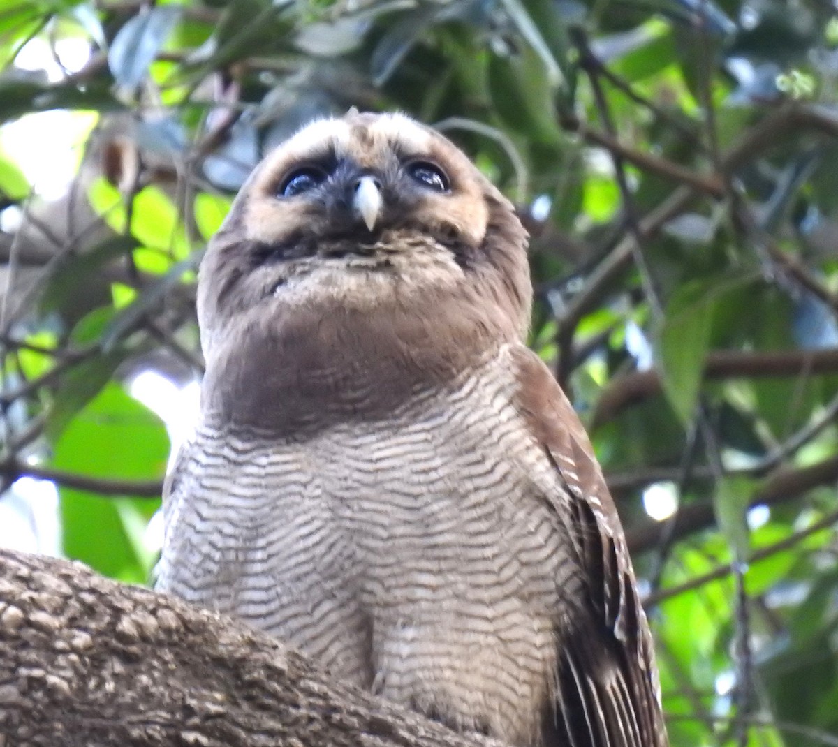 Brown Wood-Owl - ML616502307