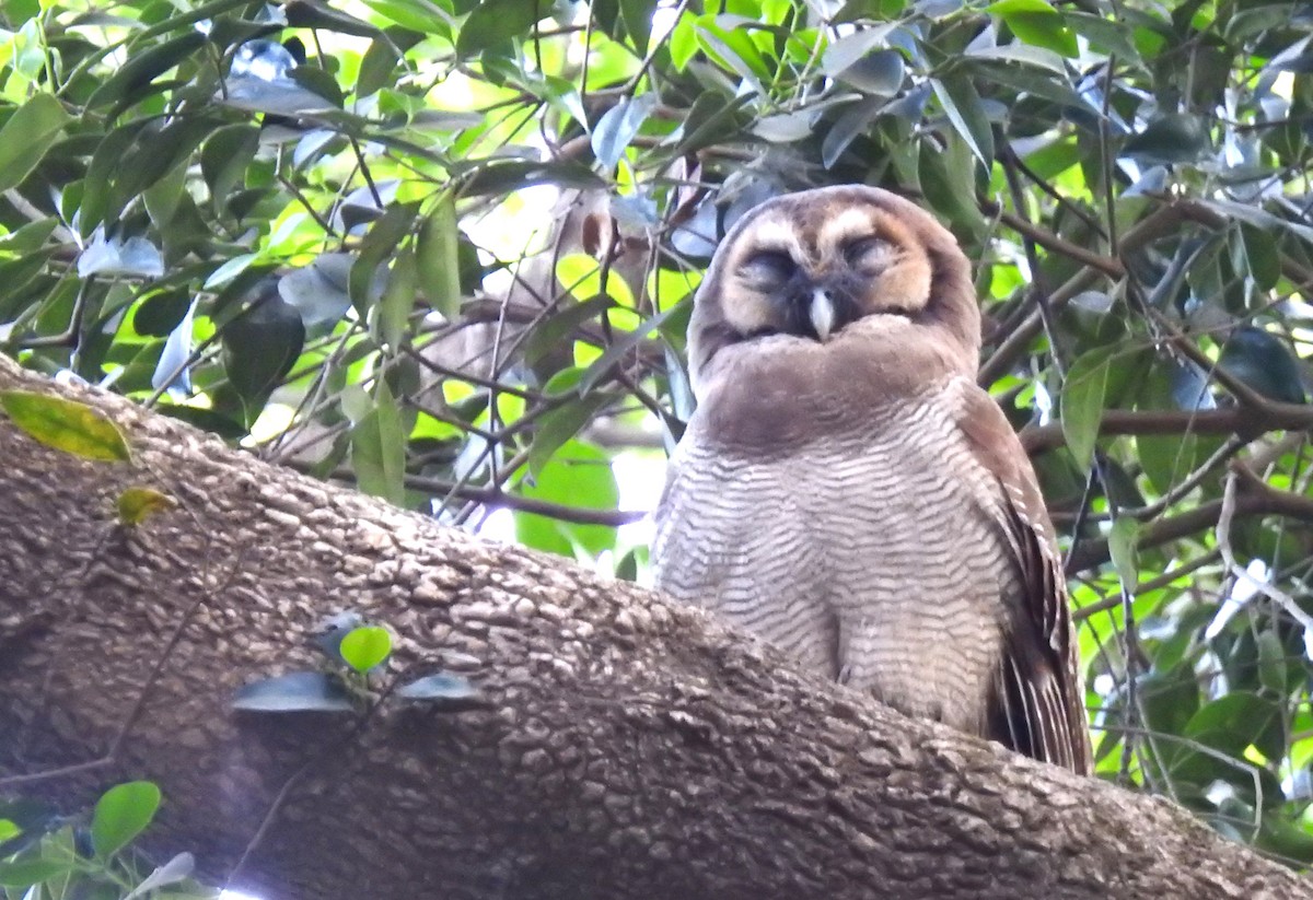 Brown Wood-Owl - ML616502309