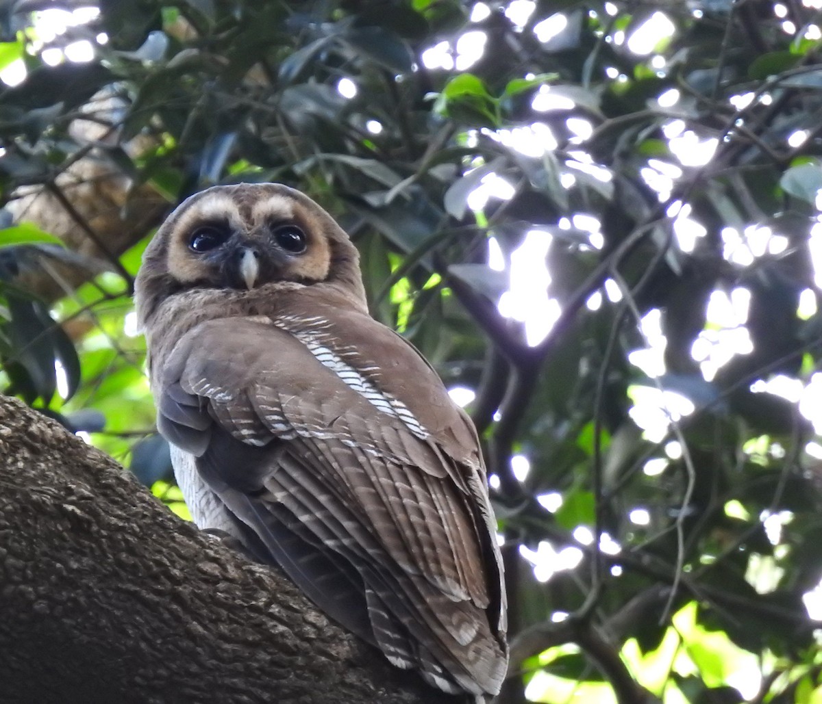 Brown Wood-Owl - ML616502310