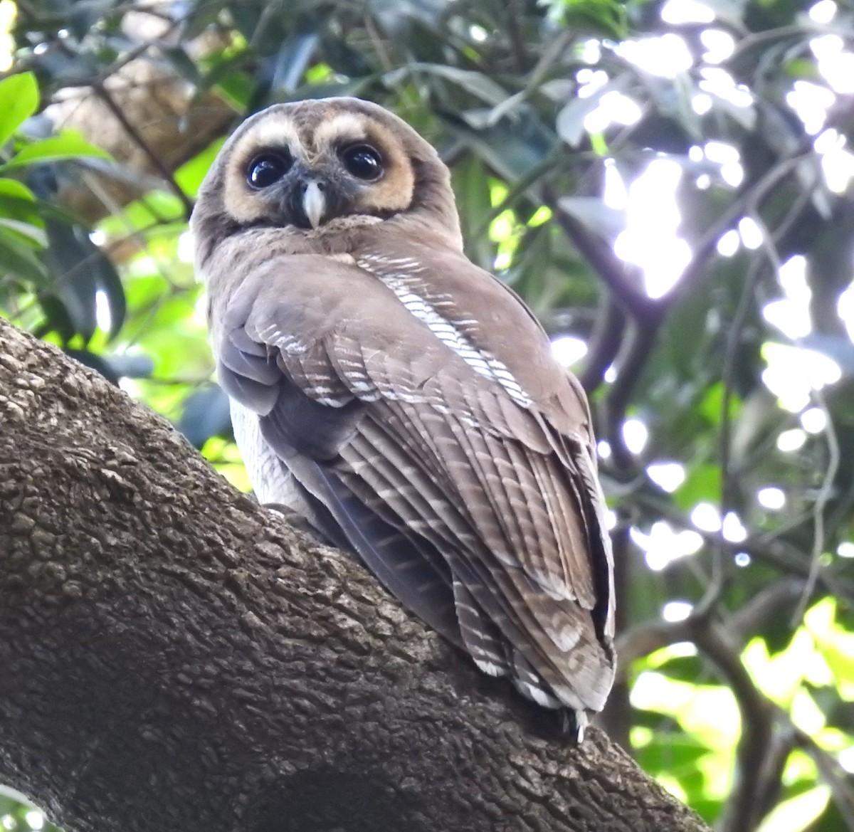 Brown Wood-Owl - ML616502311