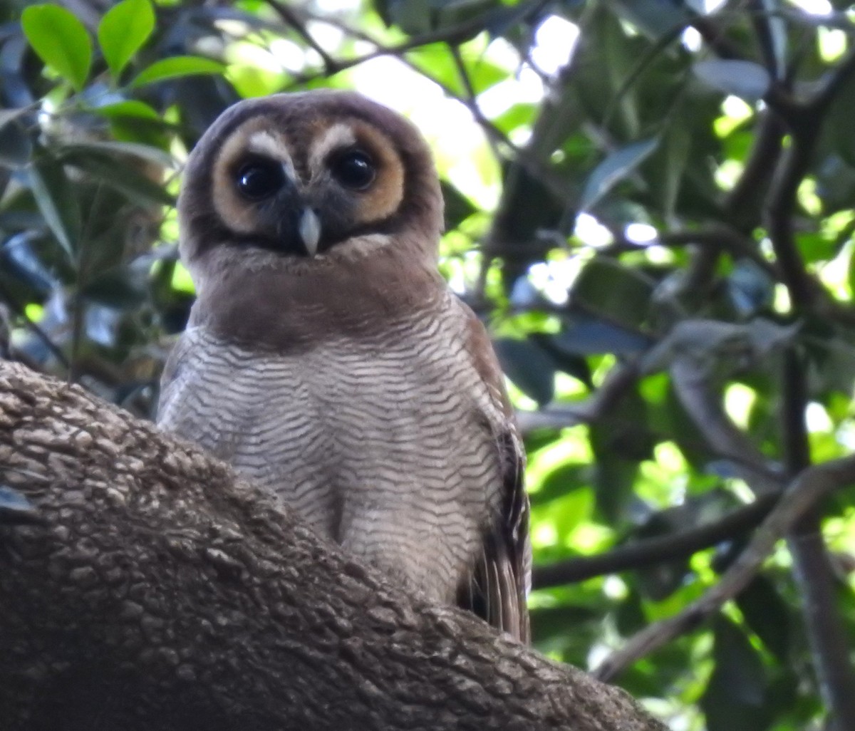 Brown Wood-Owl - ML616502312