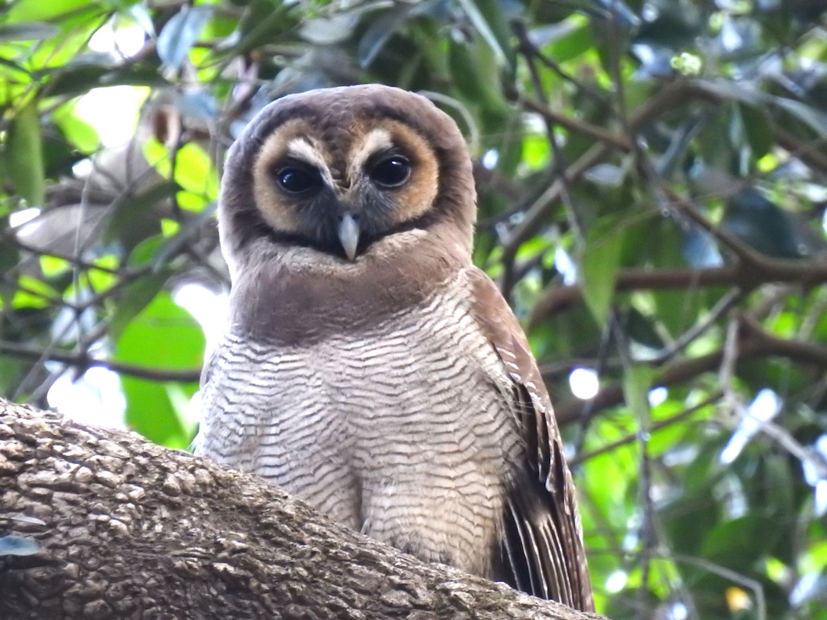 Brown Wood-Owl - ML616502313