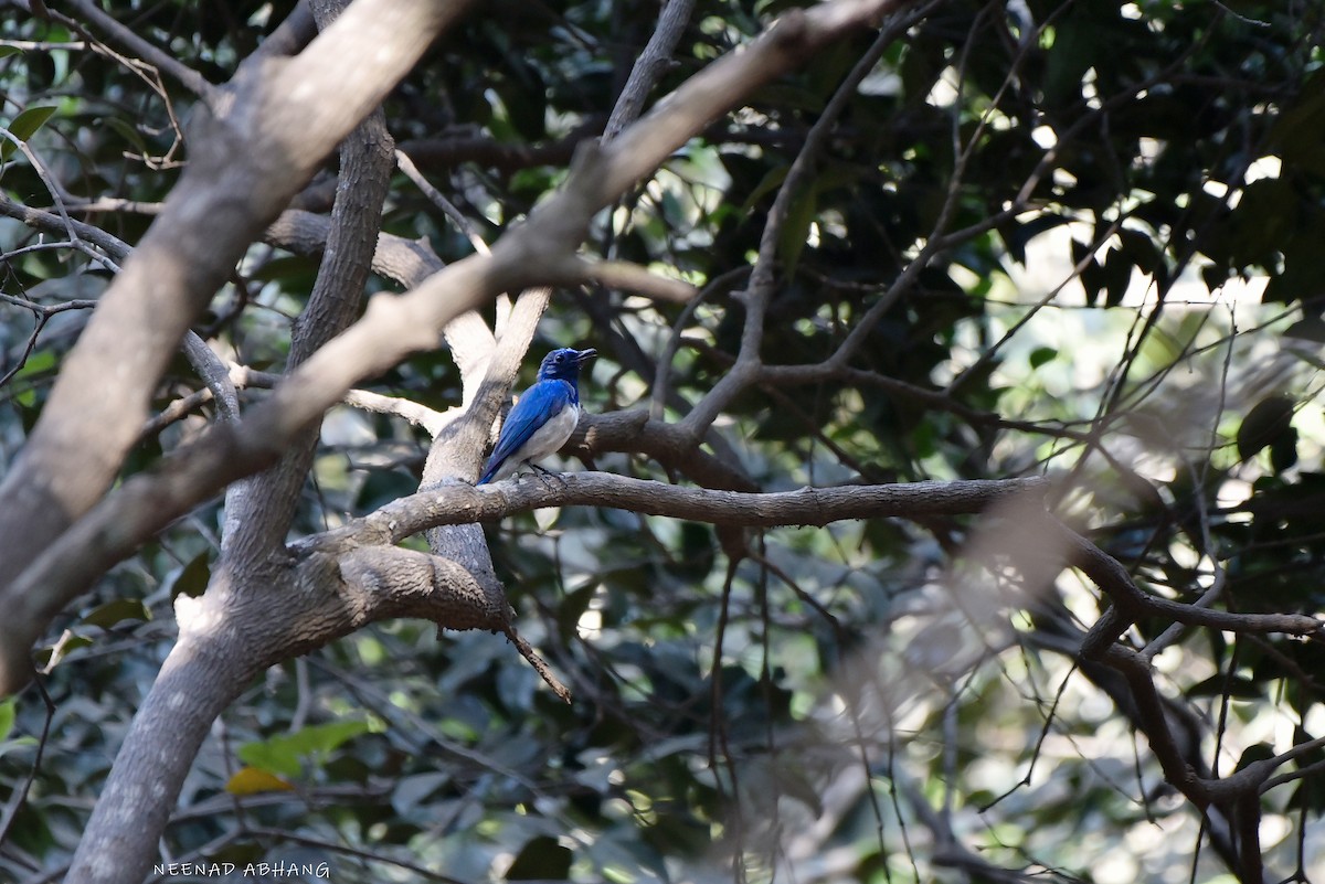 Blue-and-white Flycatcher - Neenad Abhang
